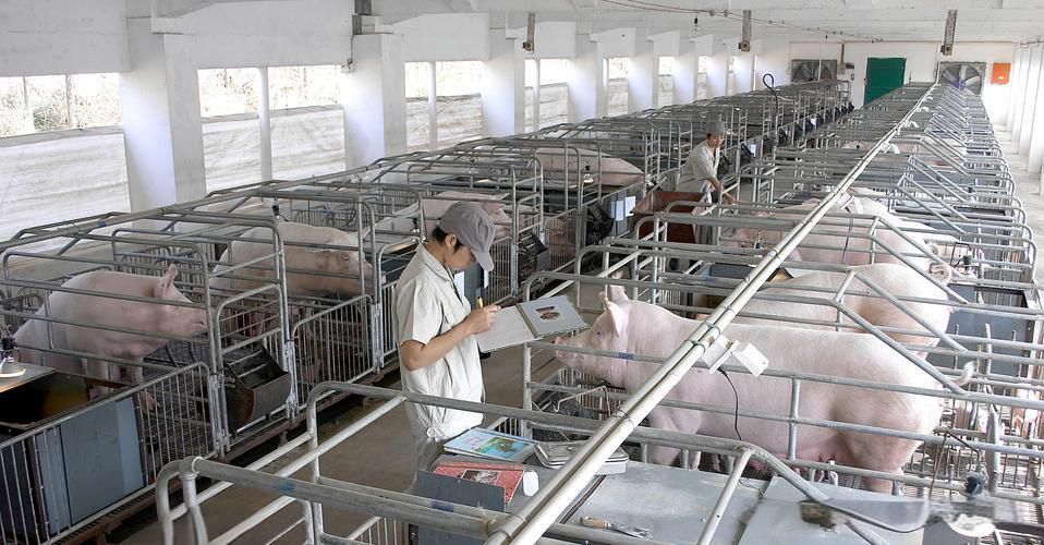 龍江豐源畜牧有限公司龍江豬場還田管網(wǎng)項目